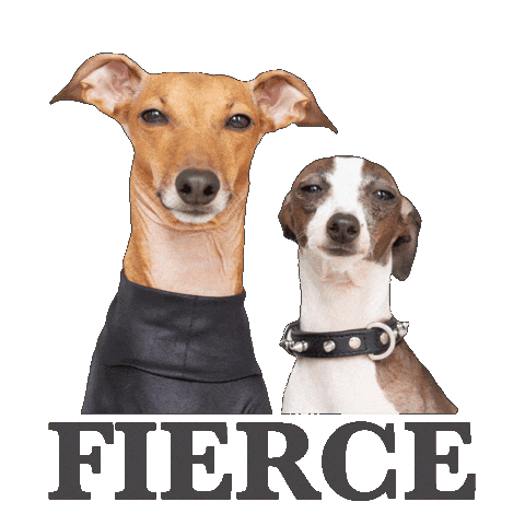 Italian Greyhound Fashion Sticker