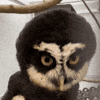 Spectacled Owl What GIF by Valley Zoo Development Society