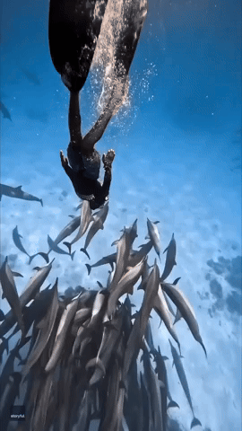 'Like a Movie!': Snorkeler Enjoys the Company of Huge Dolphin Pod