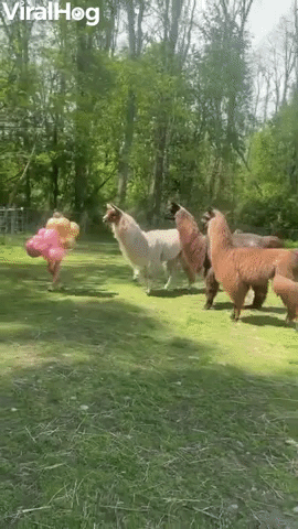 Llamas Have a New Leader