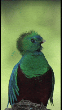 Guatemala Maya GIF