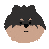 Pomeranian Sticker