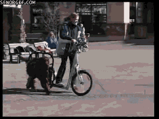 dog scooters GIF by Cheezburger