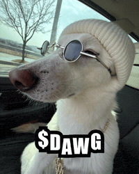 Dawg GIF