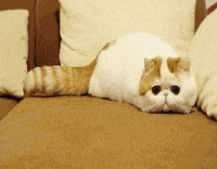 Cat Costume GIF