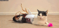 Cat Halloween GIF