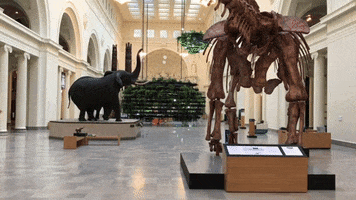 T Rex Running GIF by Field Museum