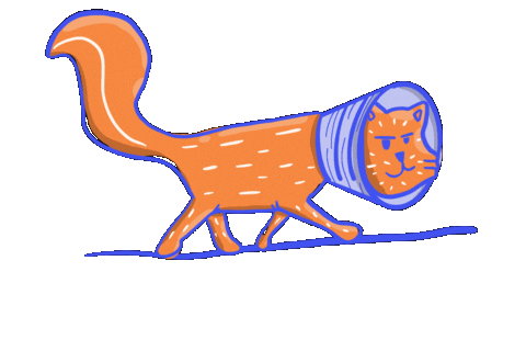 Cool Cat Sticker