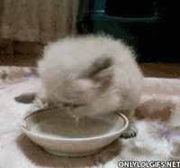 morning eat GIF