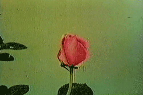 flowers GIF