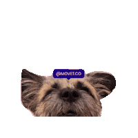 Dog Hello Sticker by Movet
