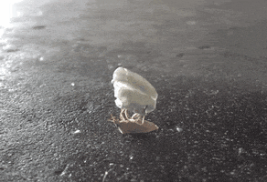 kate bush GIF by Digg