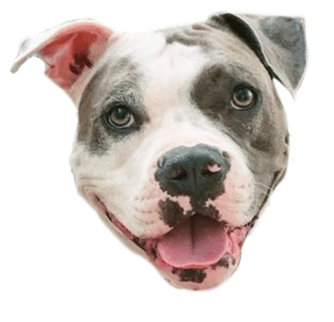 Earl Redbearddogtraining Sticker by Red Beard