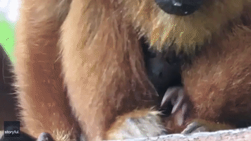 Rescued Red Howler Monkey Gives Birth at Bolivian Sanctuary