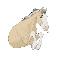 Horse Sticker