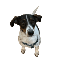 dog didot Sticker by 150UP