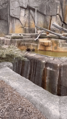 Grizzly Bear Relaxes in Pool at Milwaukee County Zoo