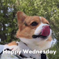 Dog Corgi GIF