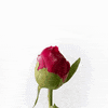 Summer Spring GIF by Flower Addict