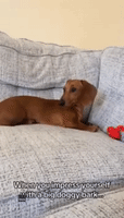 Small But Mighty: Dachshund 'Impresses' Himself With Loud Bark