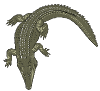 Lizard Crocodile Sticker