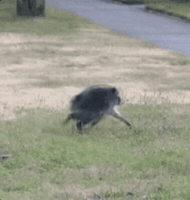 Funny Raccoon Im Out GIF by Fugum