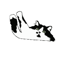 yulegrs cat кошка мило милый Sticker