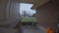 Squirrel Aggressively Knocks and Makes Delivery to House in Toledo, Ohio