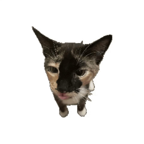 cultofbiscuit cat giphystrobetesting silly spin GIF