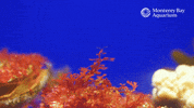 Skeleton Shrimp GIF by Monterey Bay Aquarium