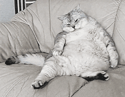 Video gif. A very fat cat sits lazily on a couch. It sits, slouching like a human, with one leg stretched out and a paw resting on its protruding fuzzy belly. The cat rests its head on its shoulder, and squints blearily, about to fall asleep.