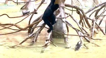 Otter Pup and Gibbon Hang Out at Brookfield Zoo