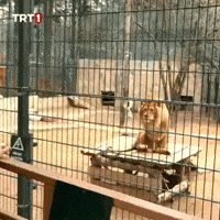 Tiger Wow GIF by TRT