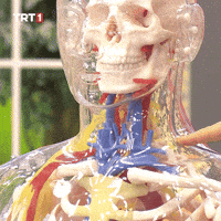 People Skeleton GIF by TRT