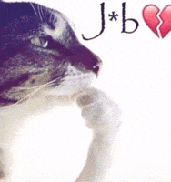Cat Think GIF
