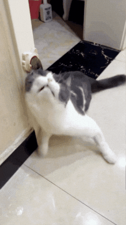 Gato satisfecho