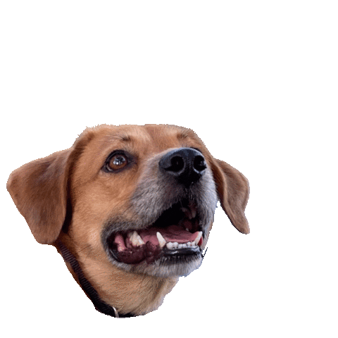 hsbroward dogs puppy walk paw Sticker