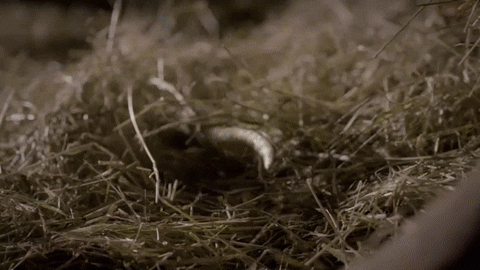 makeout GIF by Aftermath TV