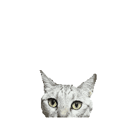 otanicat cat cats otanicat Sticker