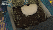 National Geographic What GIF by Nat Geo Wild