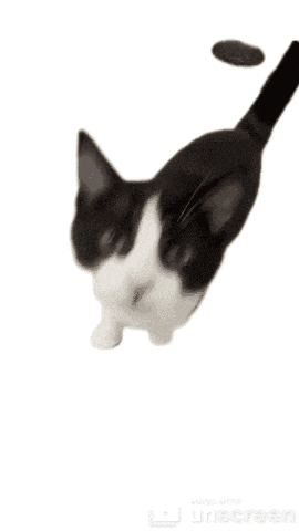 Cat GIF