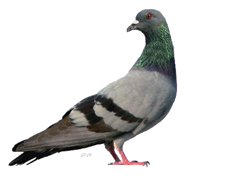 pigeon STICKER