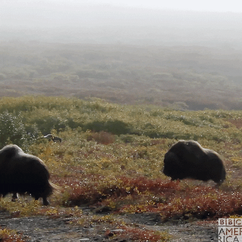 Andrew Scott Wildlife GIF by BBC America