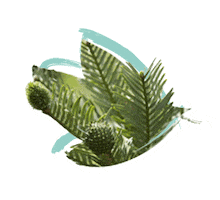 Australia Pine Sticker by NSW Department of Planning, Industry and Environment