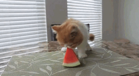 watermelon GIF