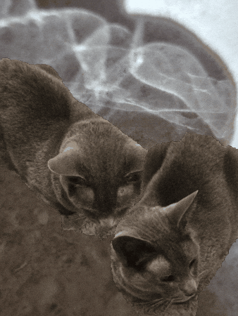 lynettearden giphygifmaker giphyattribution GIF