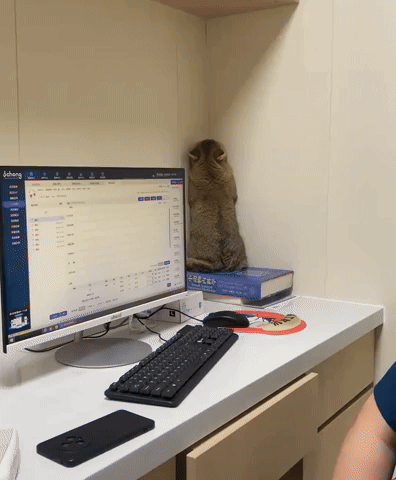 cuteanimalland giphyupload GIF