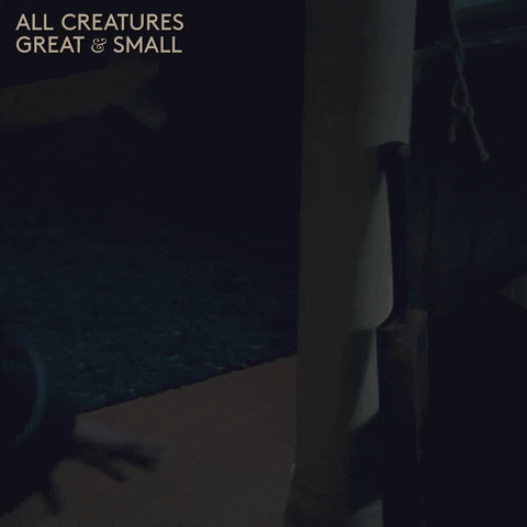 allcreaturestv giphyupload fight animals cricket GIF