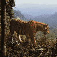 Tiger Kaplan GIF