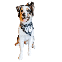 Aussie Obi Sticker by DopeDog